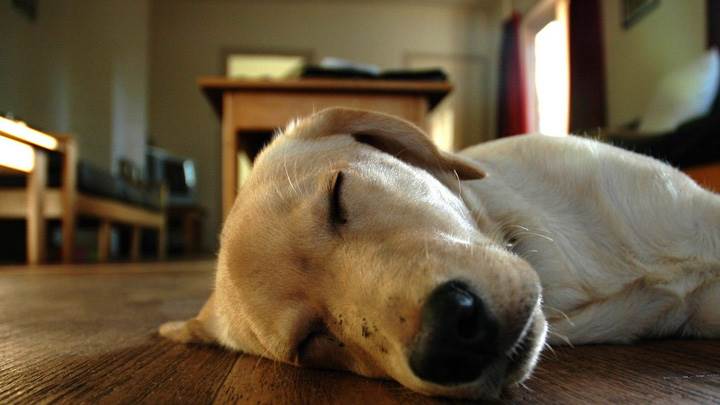 Dog Sleeping On Floor Face Closeup